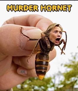Hillary Hornet.jpg