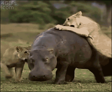 hippo.gif
