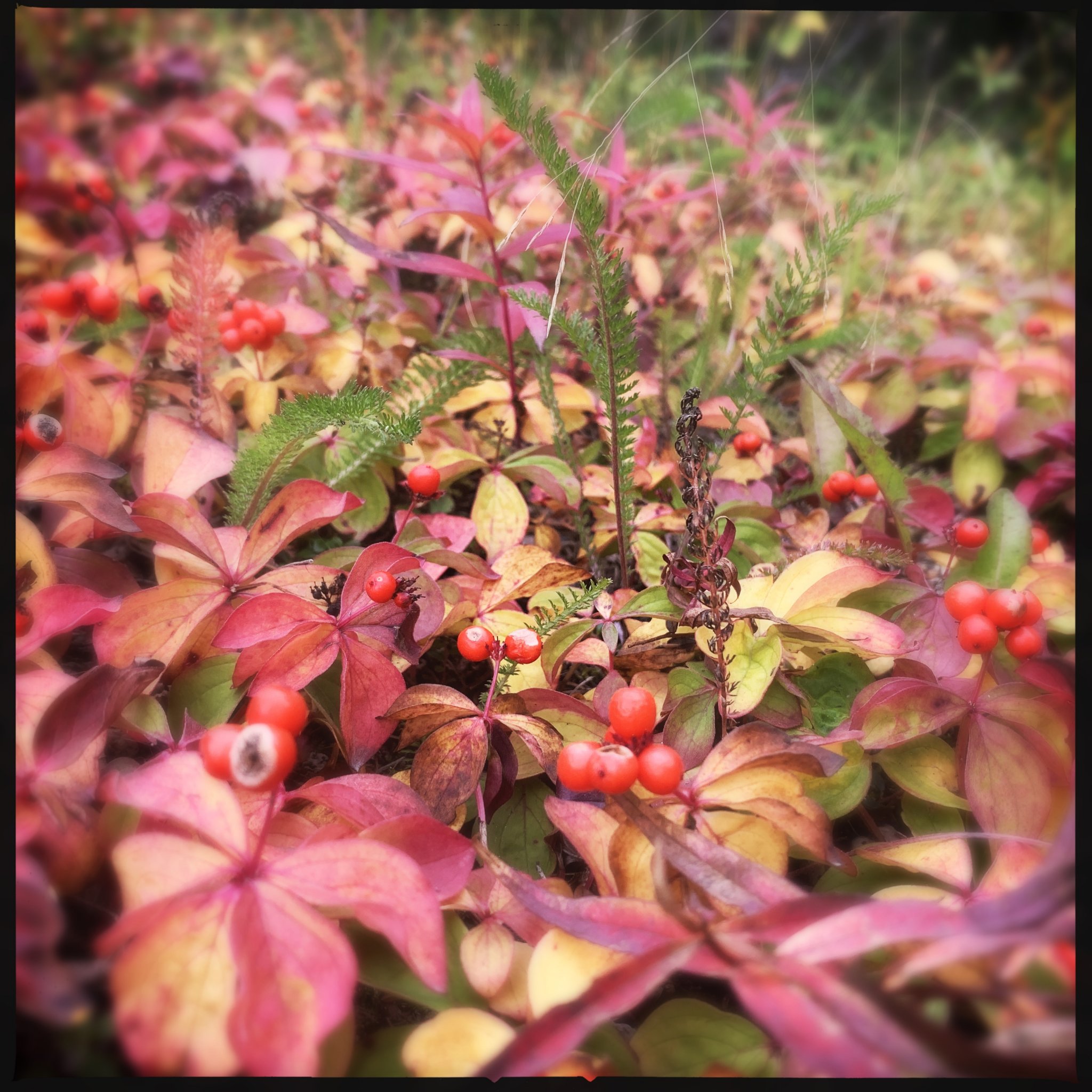 HipstamaticPhoto-589766564.090773.jpg