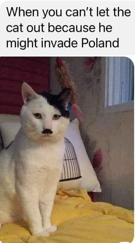 Hitler cat.png