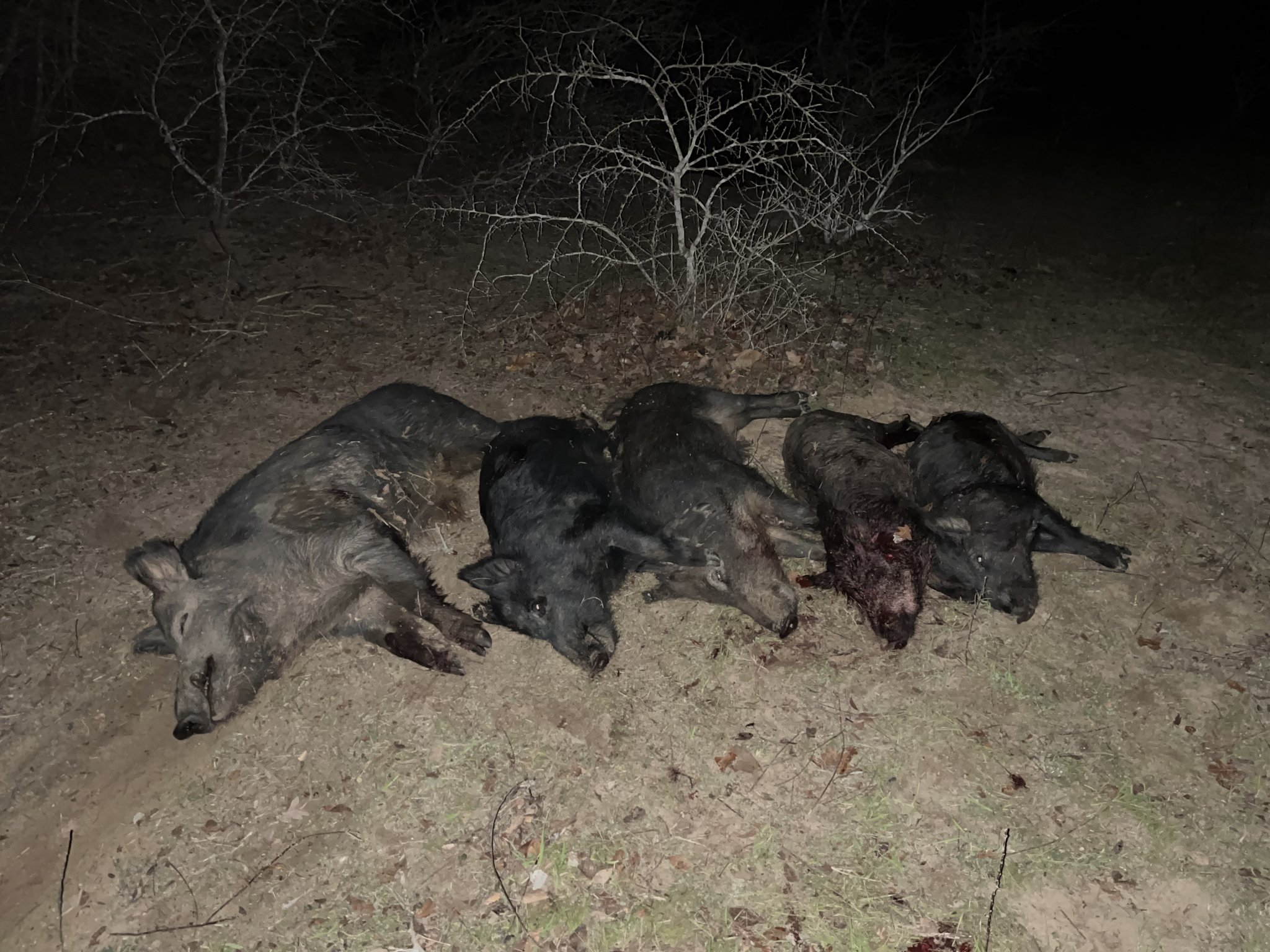 hog1.jpg