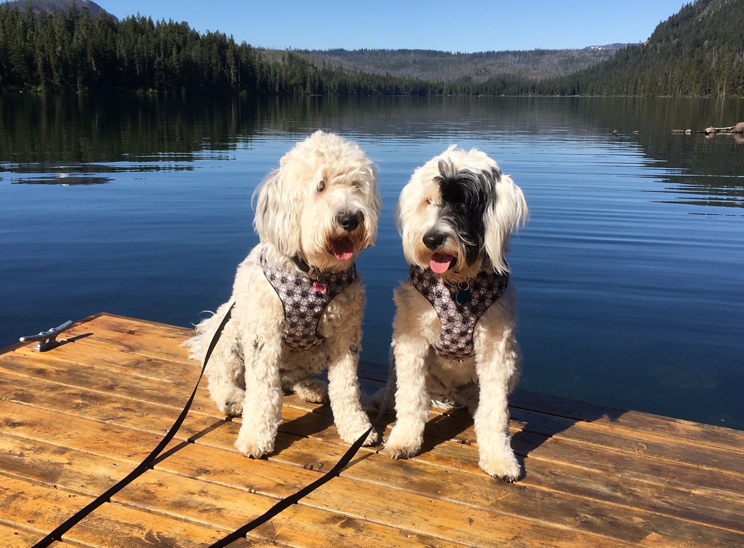 Holly and Ivy - Suttle Lake.jpg