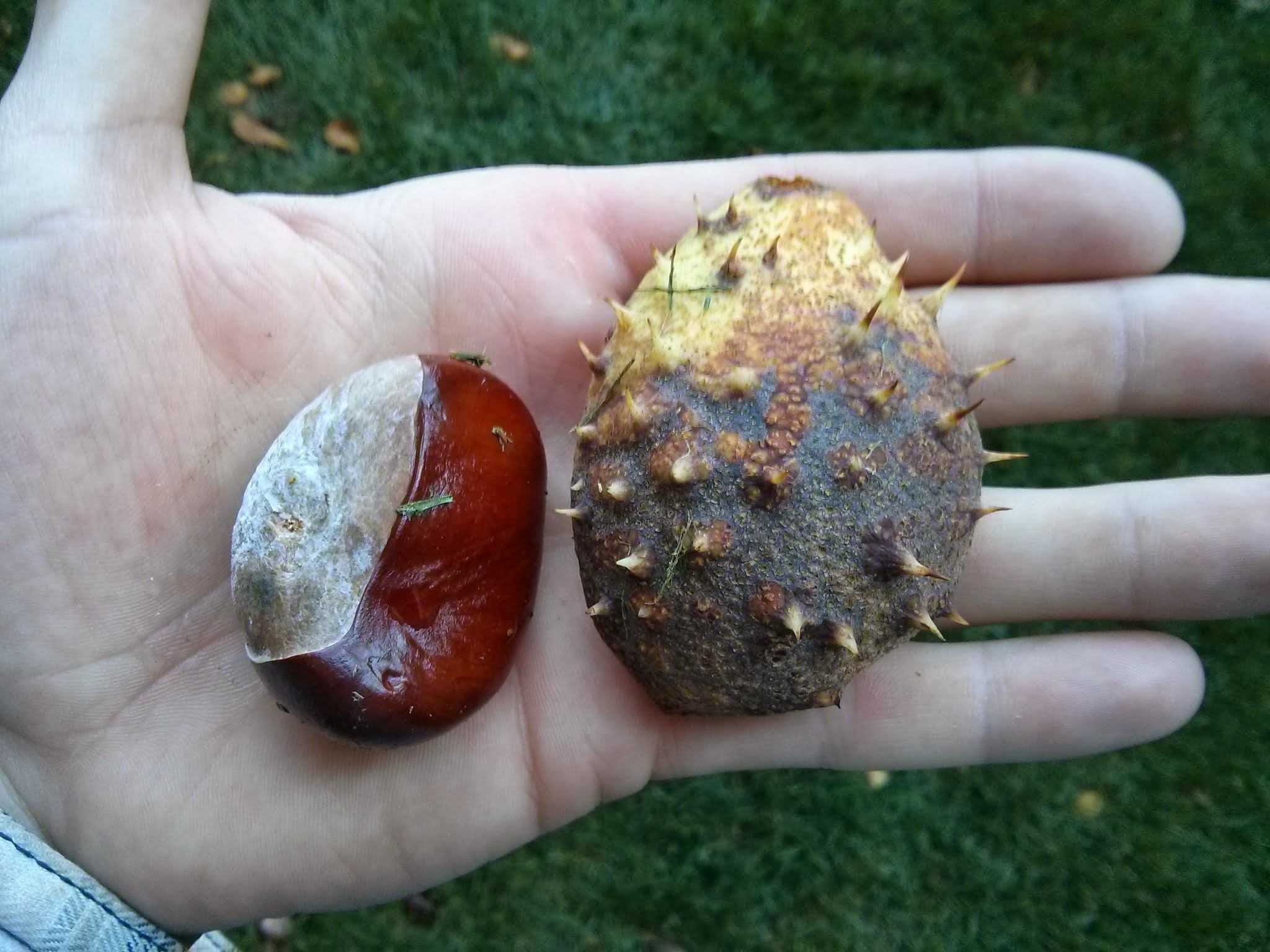 Horse chestnut fruit_2.jpg