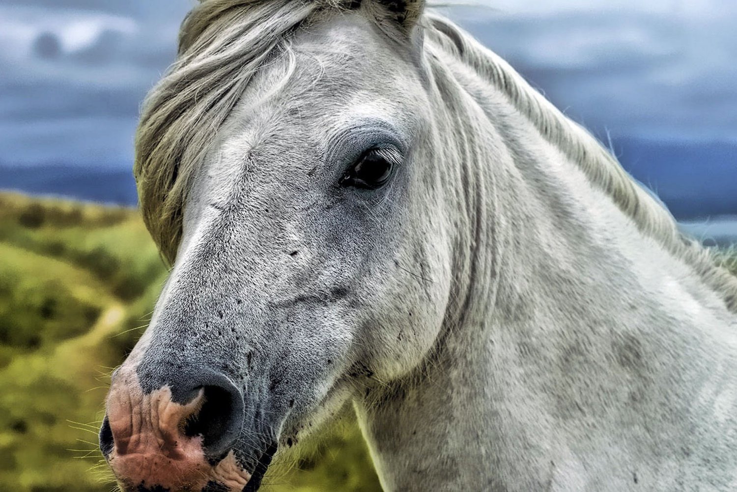 horse head.jpeg