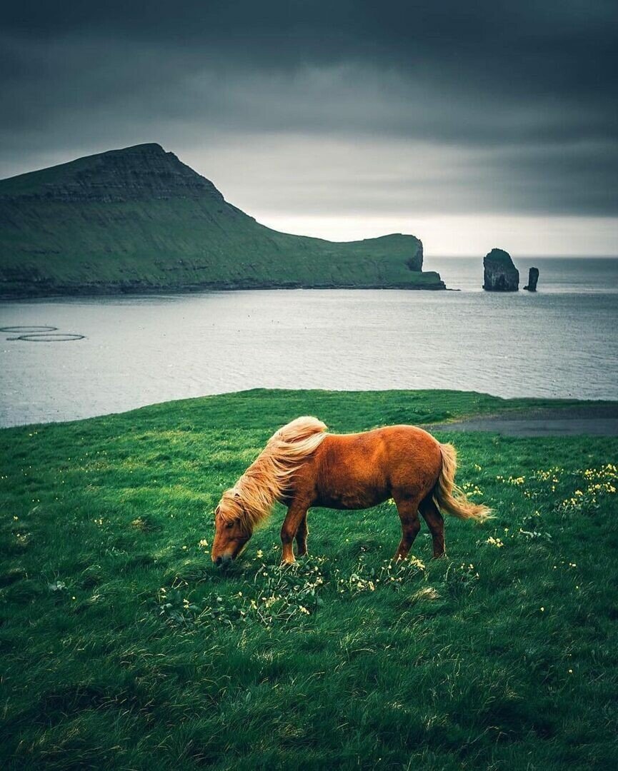 horse ocean.jpeg