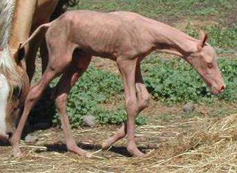 horse1.jpg