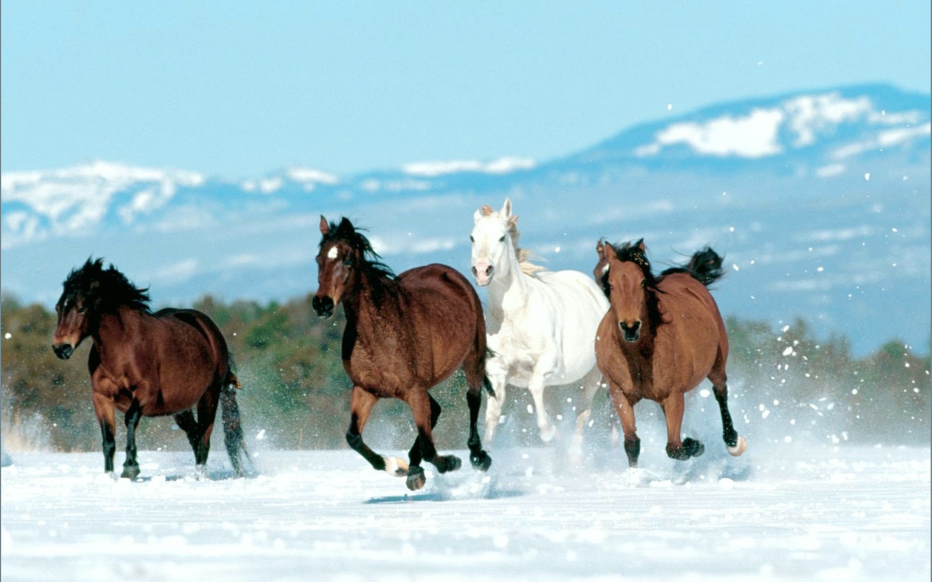 horses in snow.jpg