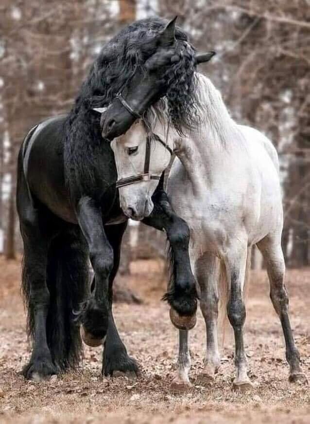 horses.jpeg