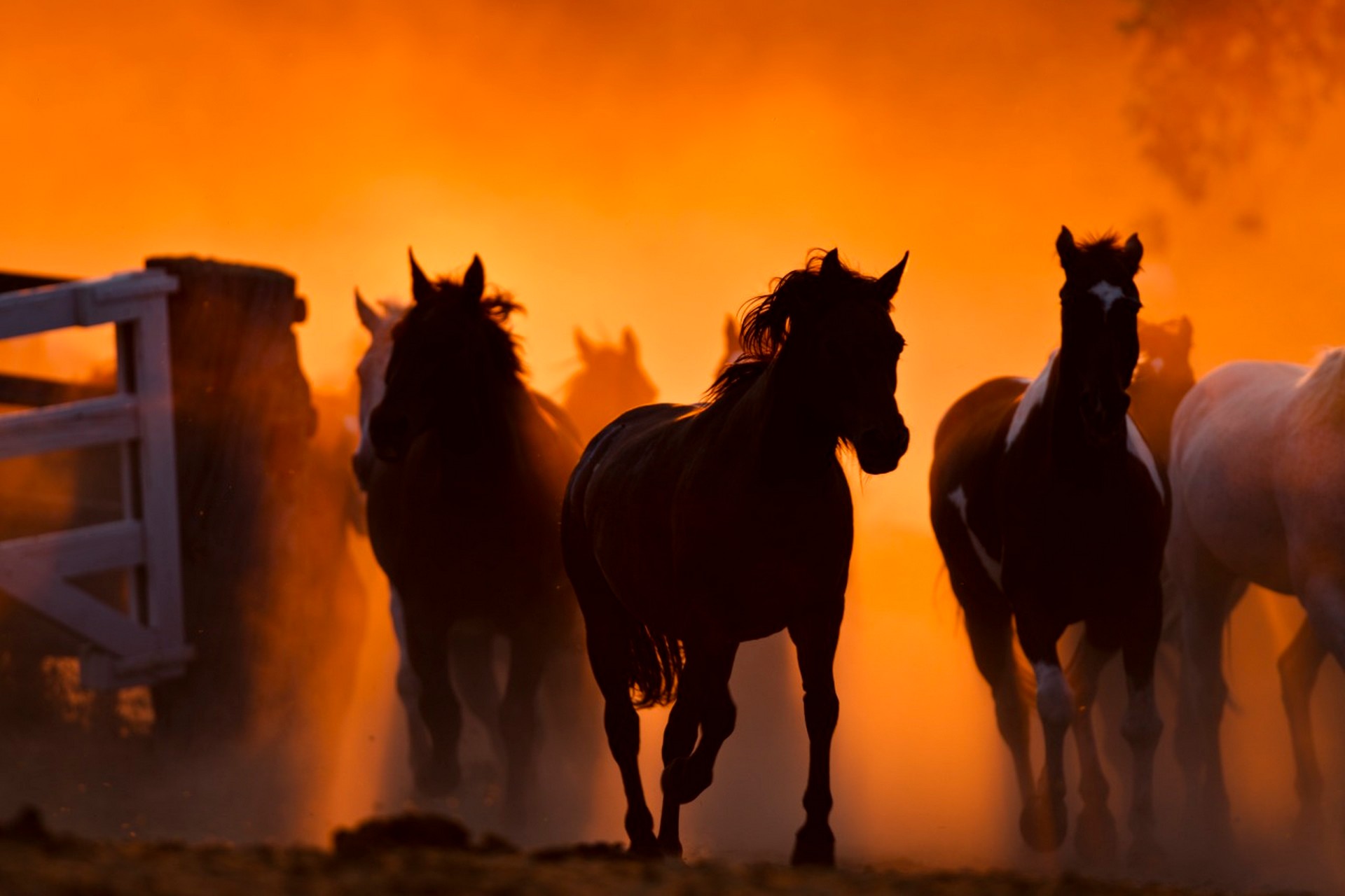 horses.jpeg