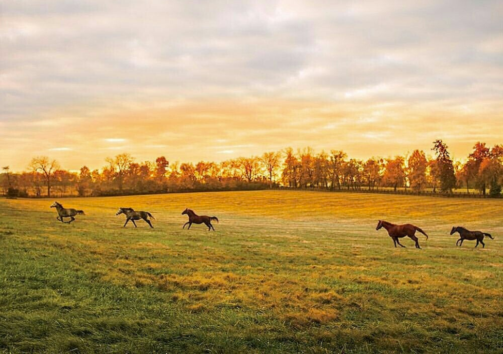 horses.png