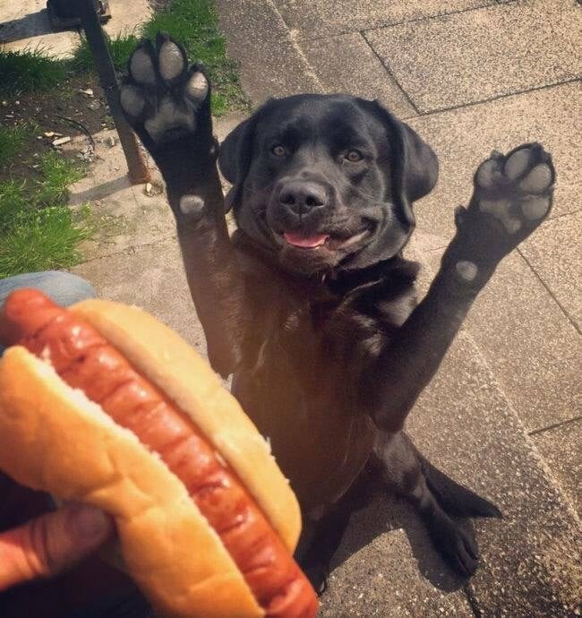 hot dog.jpeg
