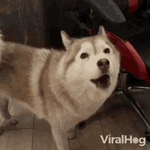 howling husky.gif
