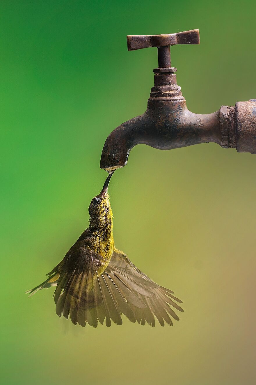 humming bird.jpeg