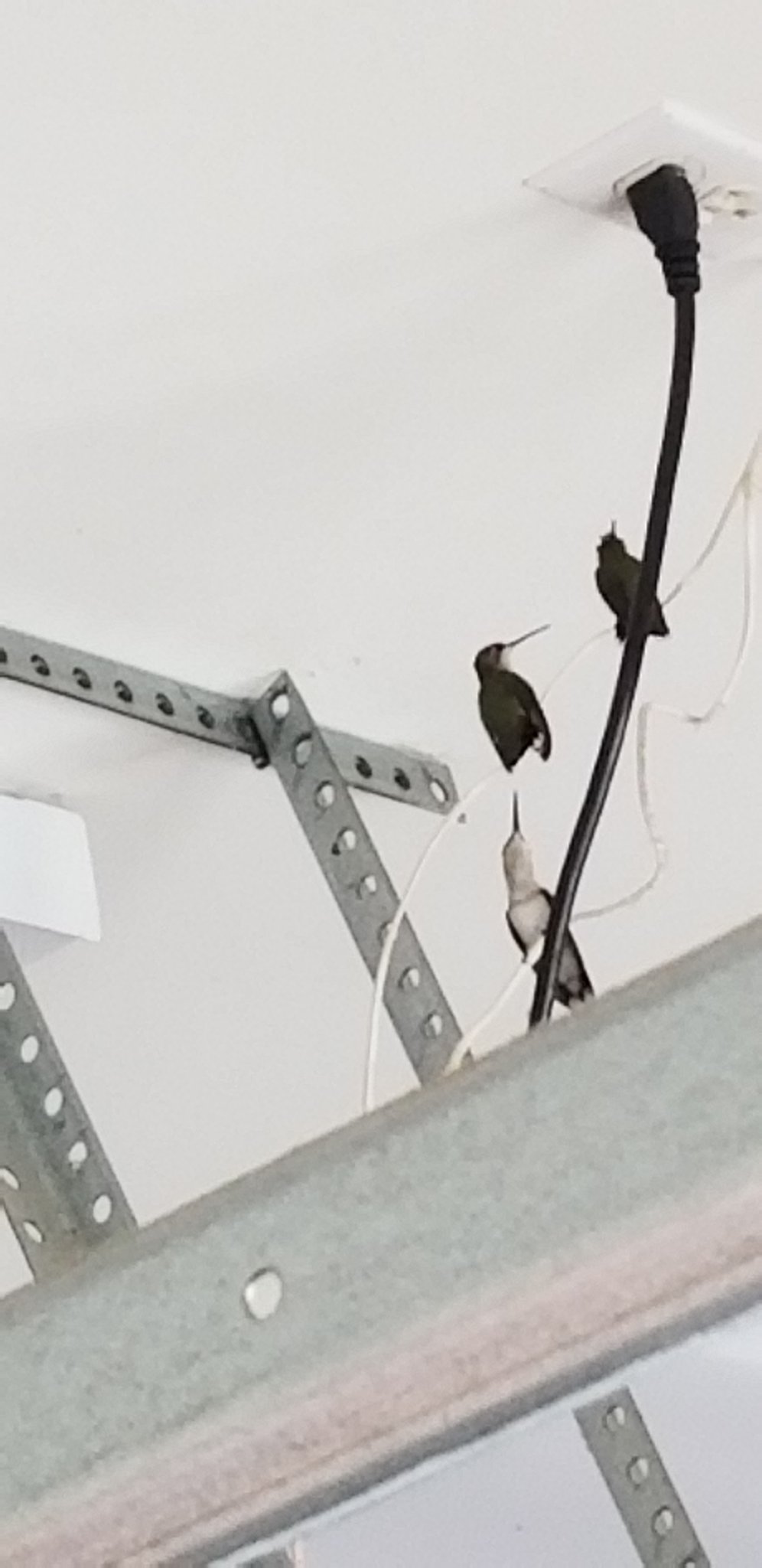 Hummingbirds.jpg