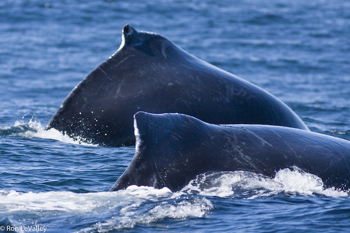 Humpback-Whale-Monterey-Bay-MON-10-07-07-96small.jpg