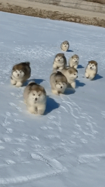 husky pups.gif