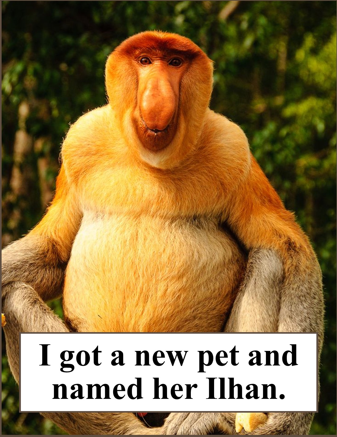 I Got a New Pet Monkey.jpg