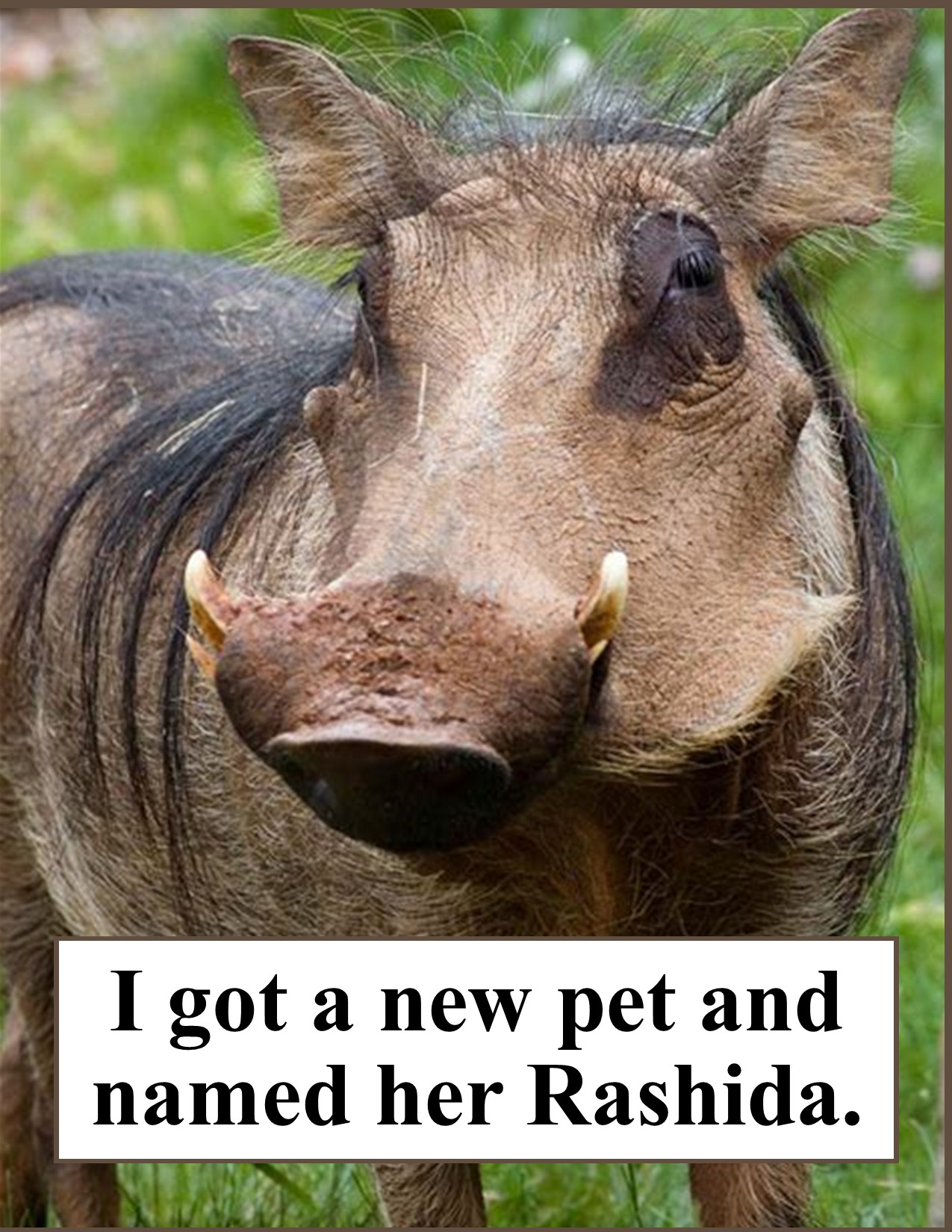 I Got a New Pet Pig.jpg