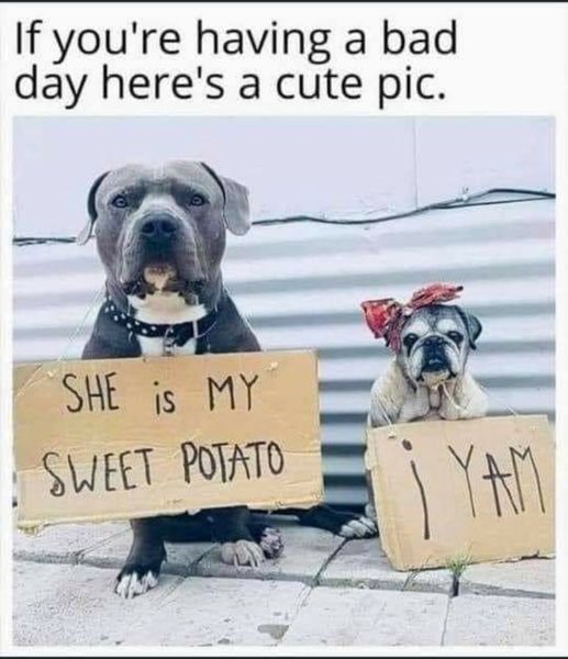 i yam dog.jpeg