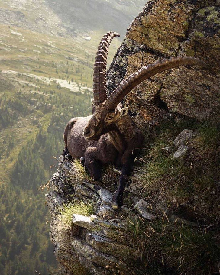 iberian ibex.jpg