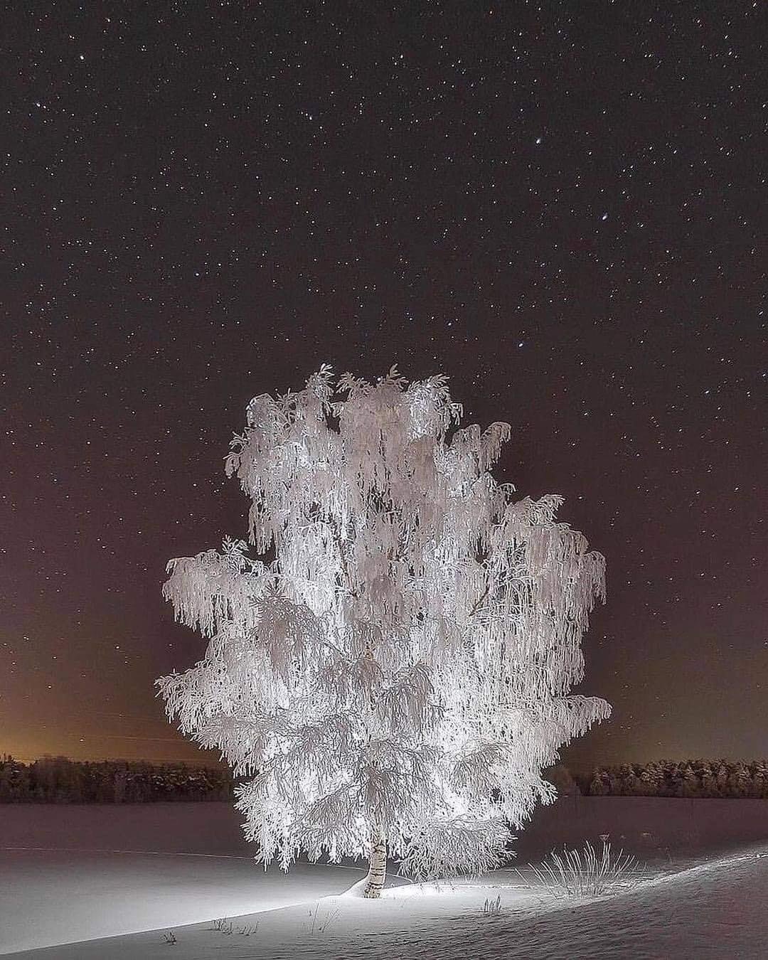 ice tree.jpeg