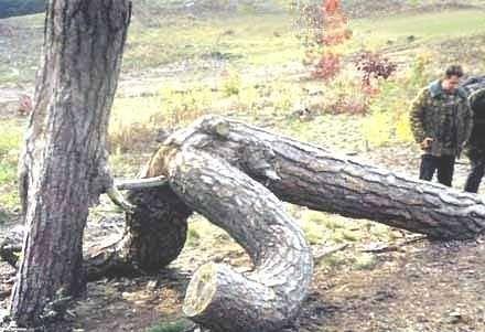 image-1.jpg