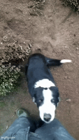 image.gif
