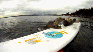image.gif