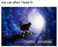 images (13).jpeg