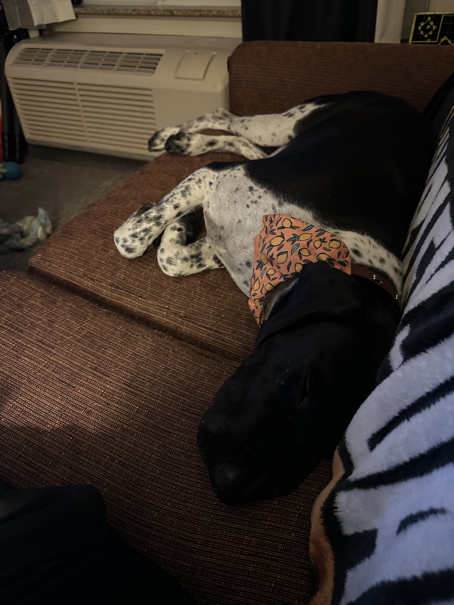 IMG_0135.jpeg