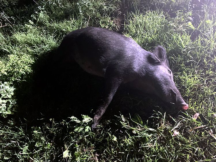 IMG_0138.jpeg