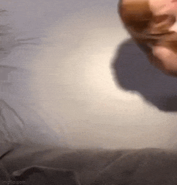 IMG_0238.gif