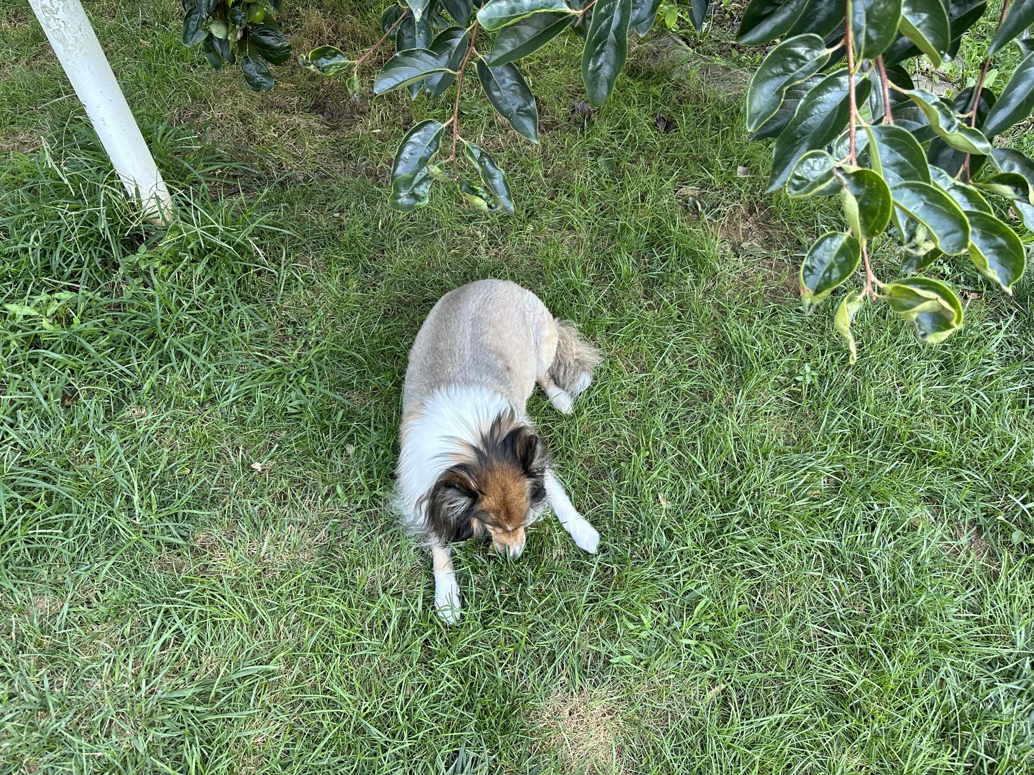 IMG_0335.jpeg