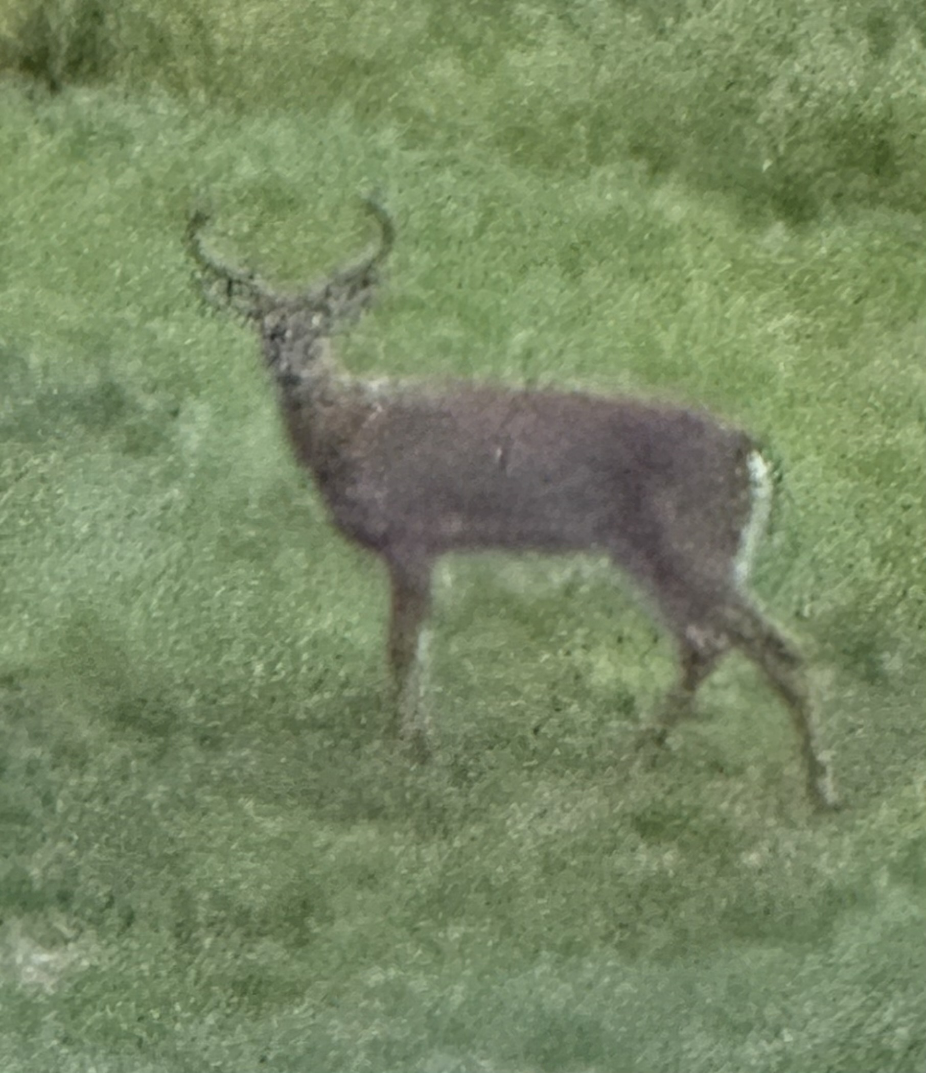 IMG_0587.jpeg