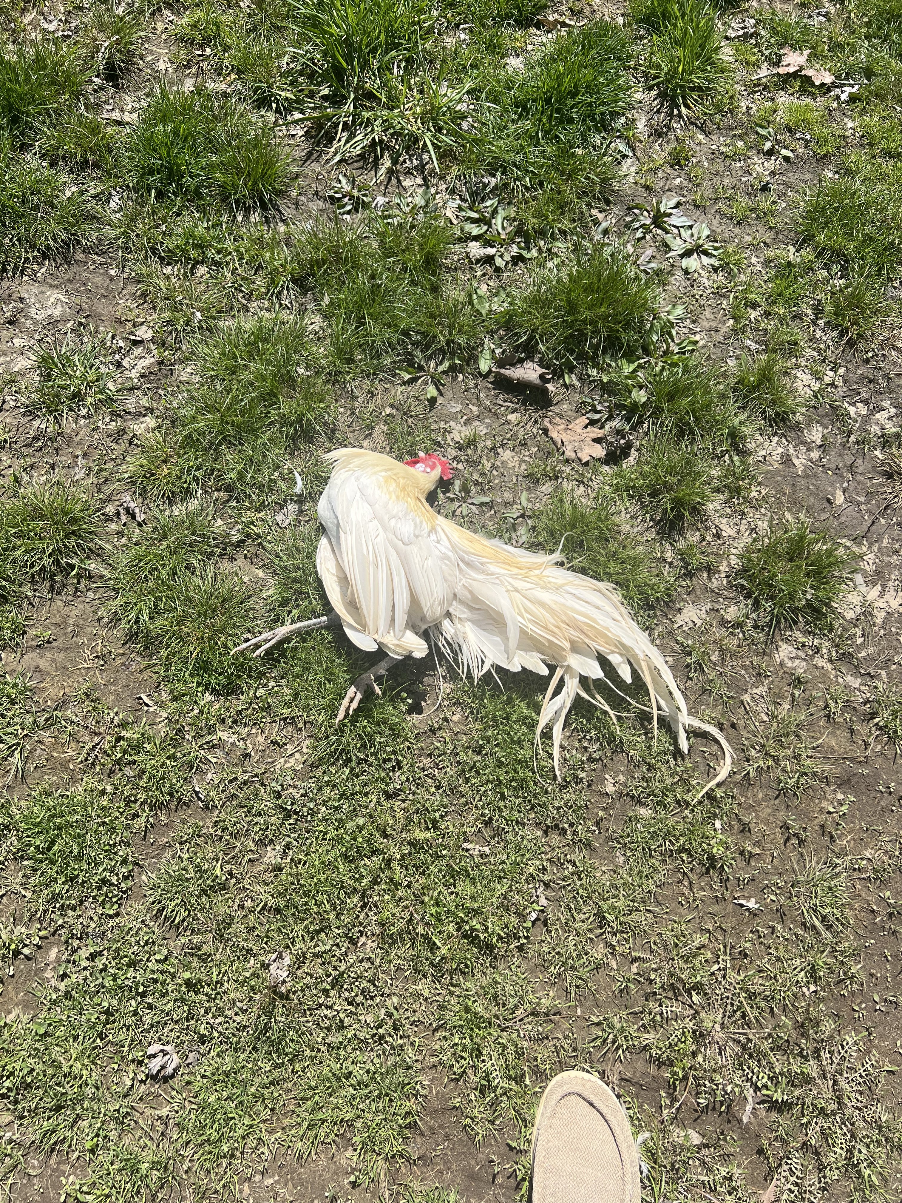 IMG_0899.jpeg