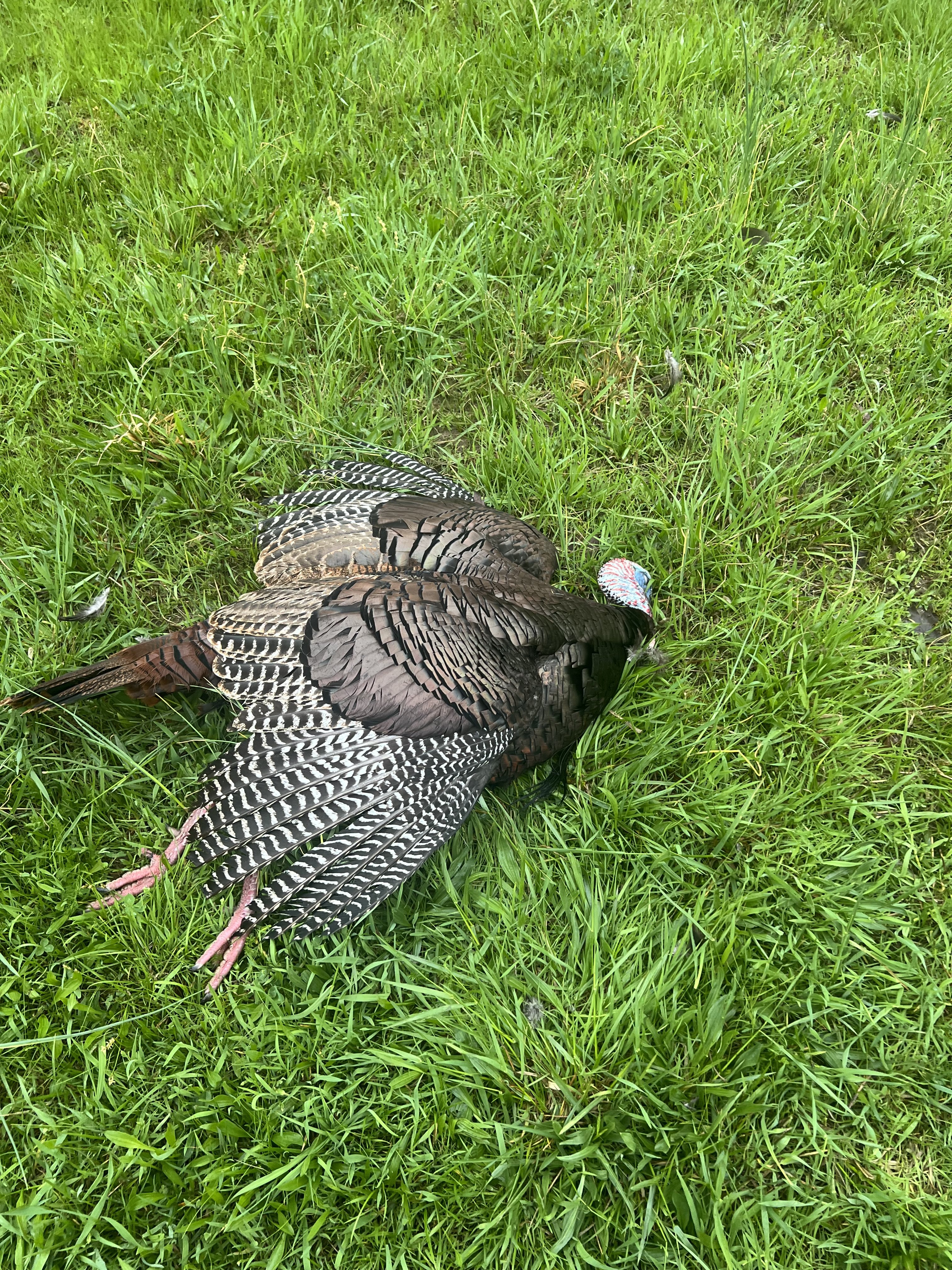 IMG_0939.jpeg