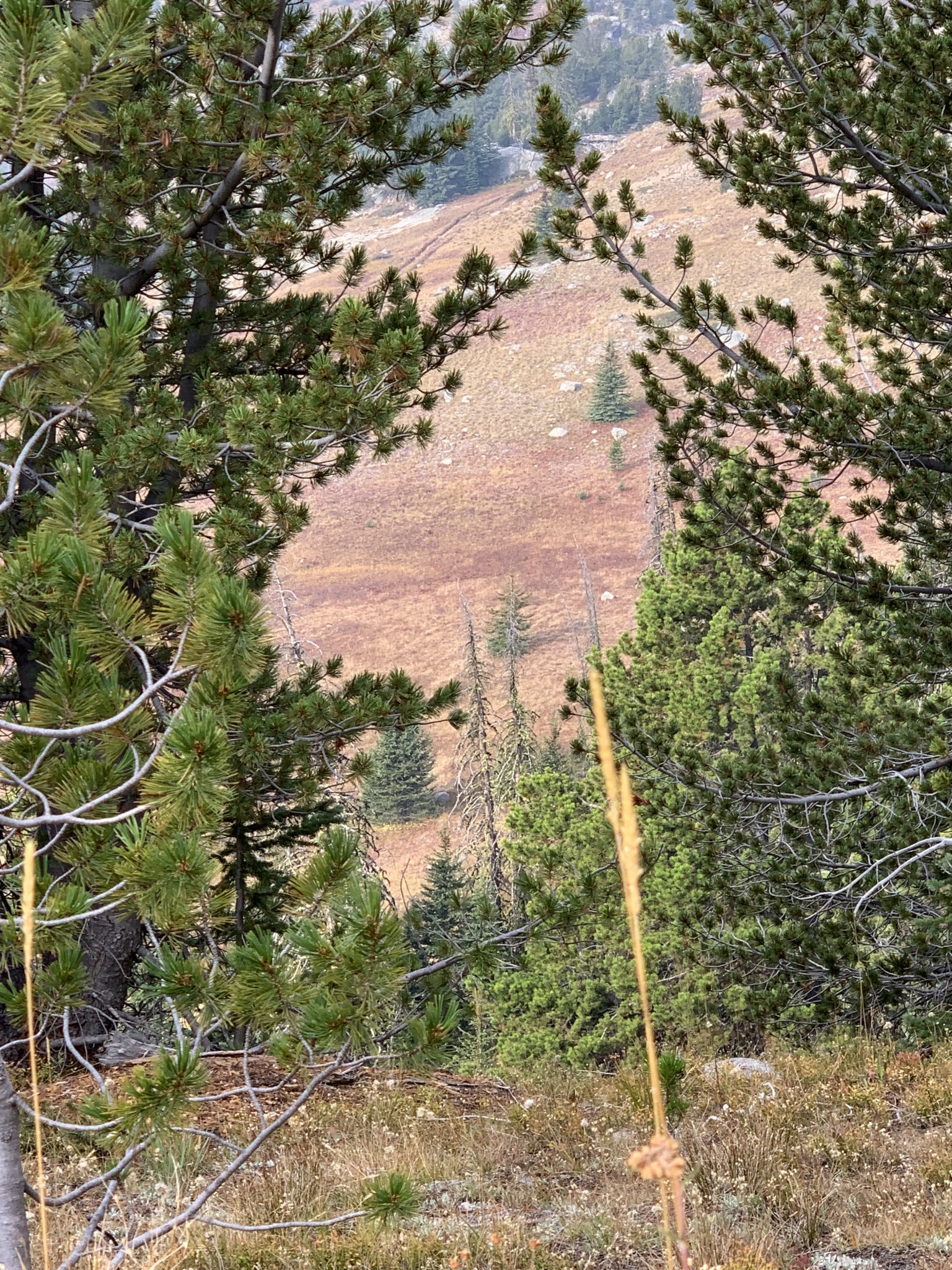 IMG_1039.jpeg