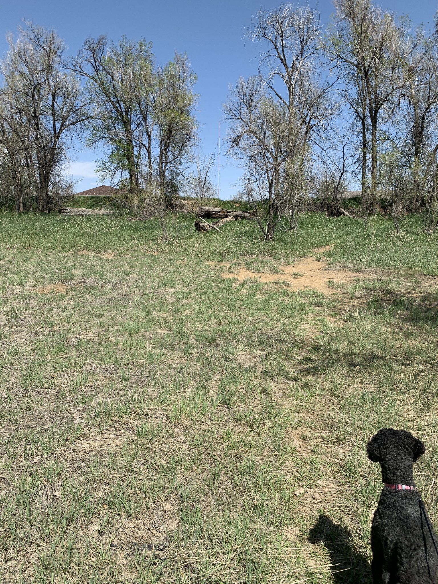 IMG_1103.jpeg
