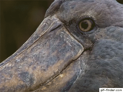 IMG_1490.gif