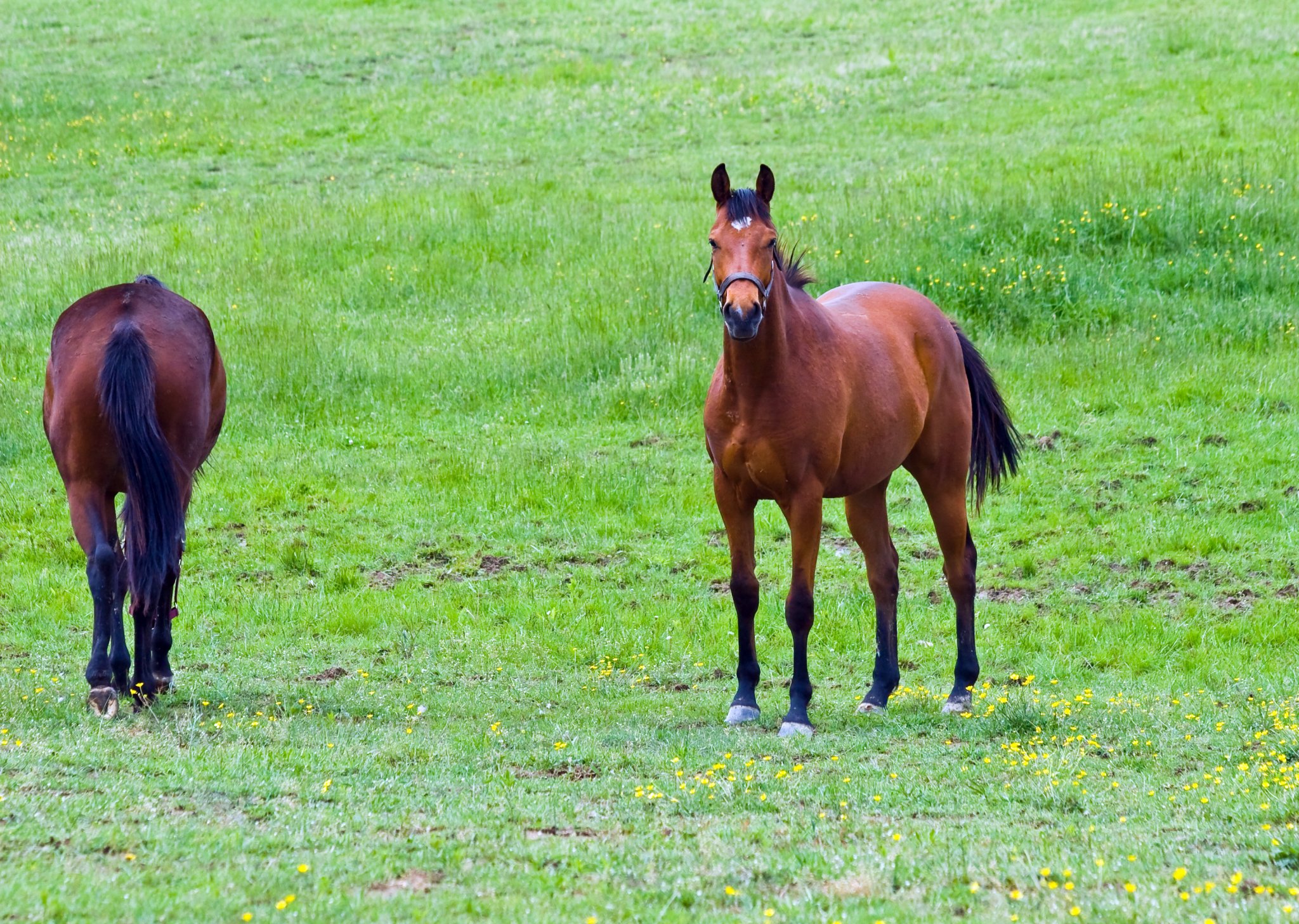 IMG_1831 - Horses May 2008.JPG