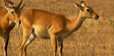 IMG_1963.gif