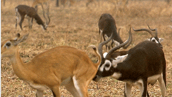 IMG_1964.gif