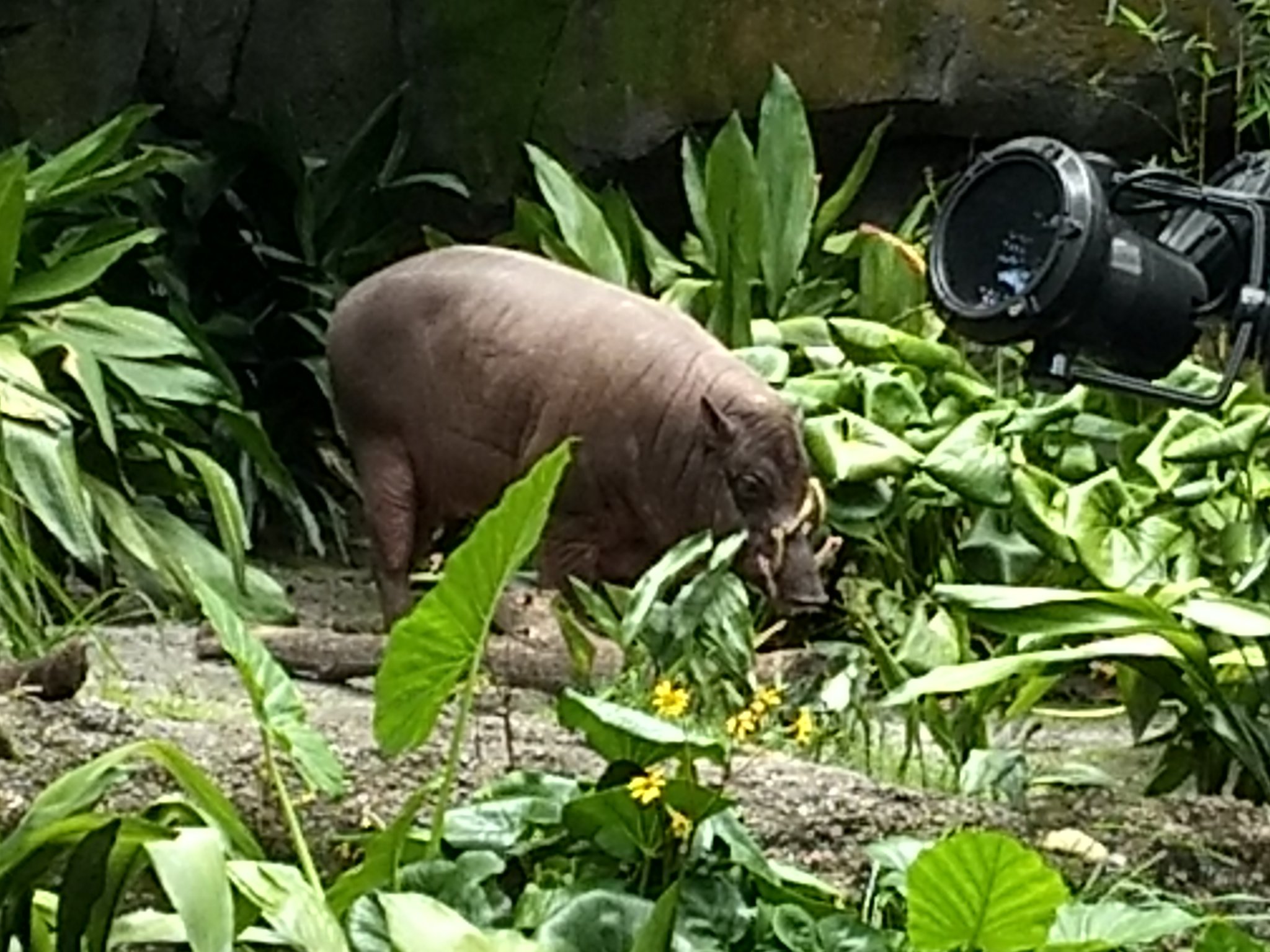 IMG_20180611_152758636.jpg
