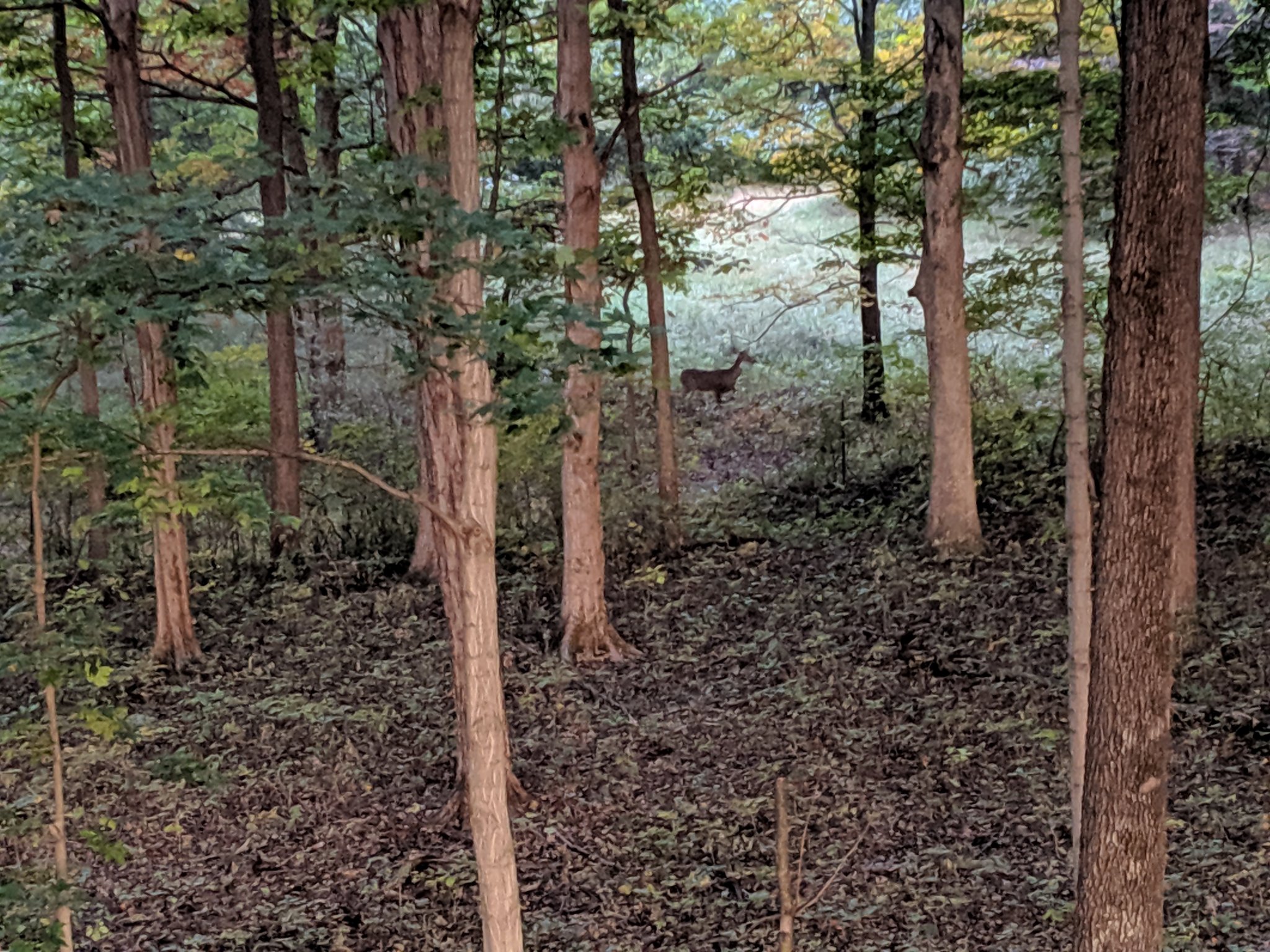 IMG_20191018_074638.jpg
