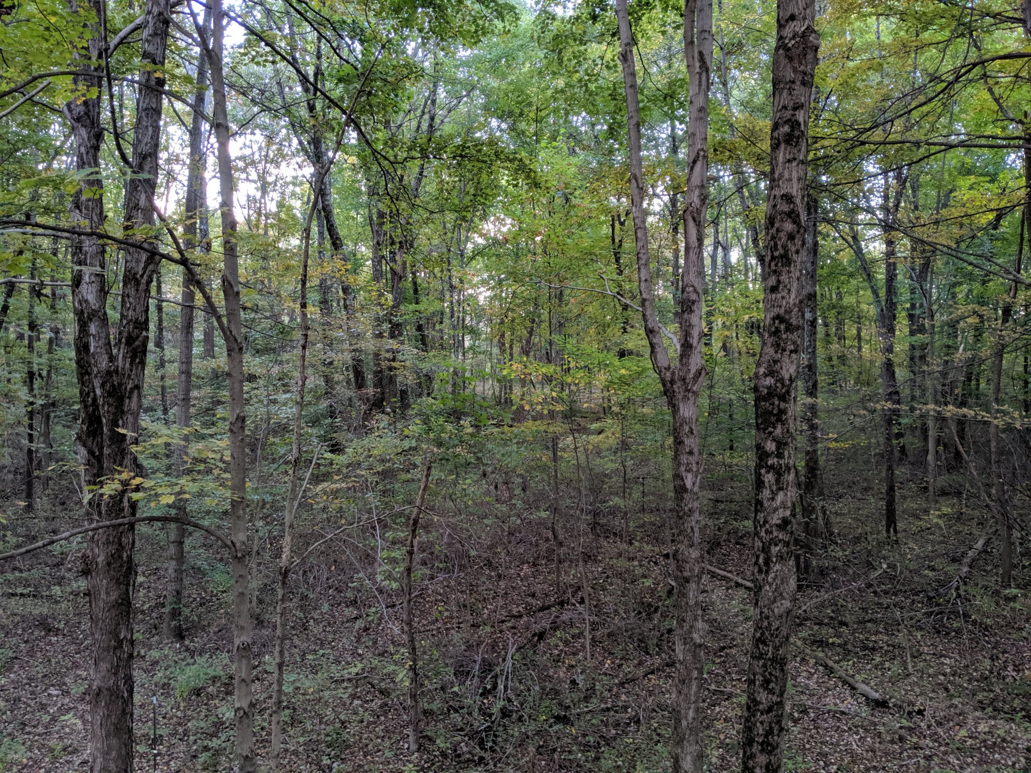 IMG_20191019_075552.jpg