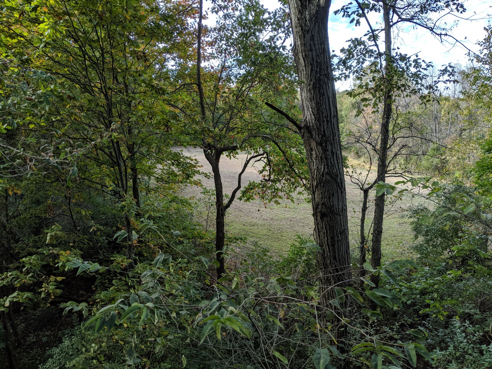 IMG_20191019_162051.jpg