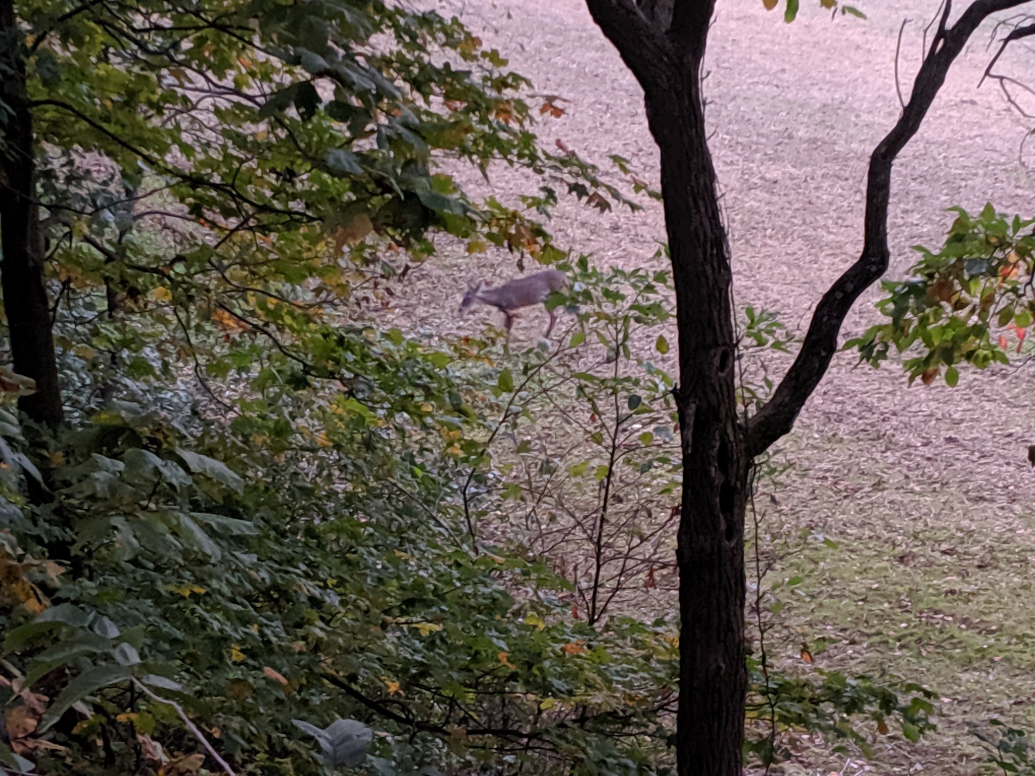 IMG_20191019_185911.jpg
