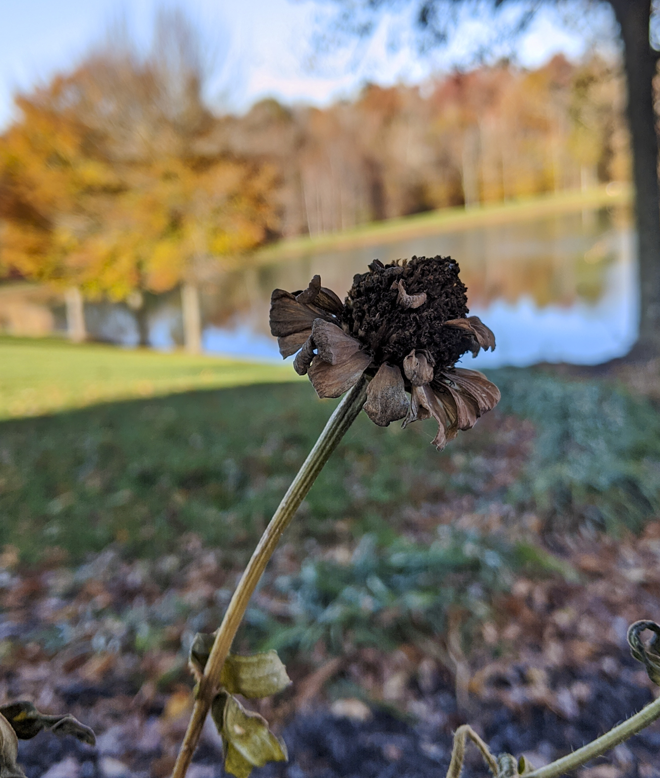 IMG_20191113_151354.jpg