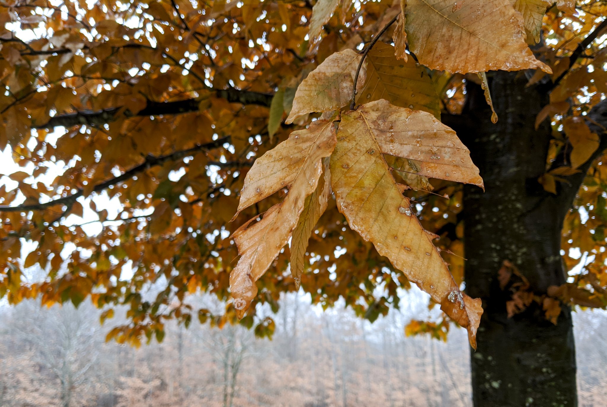 IMG_20191201_114823.jpg