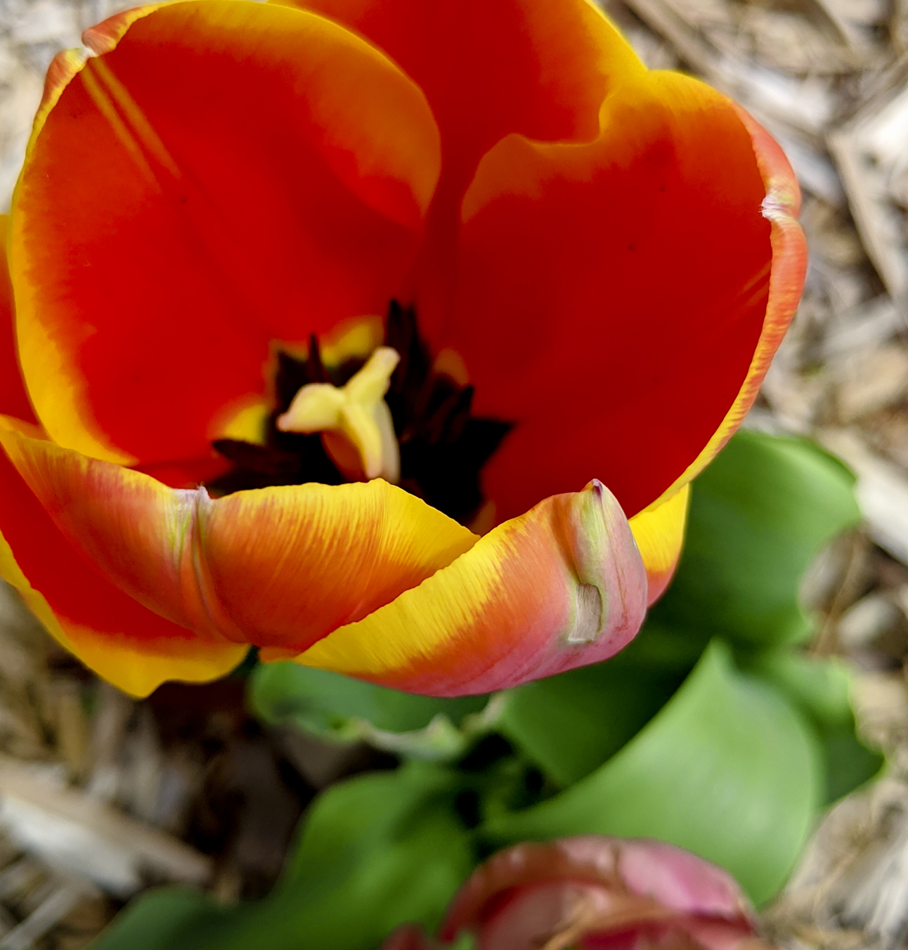 IMG_20200322_132638.jpg